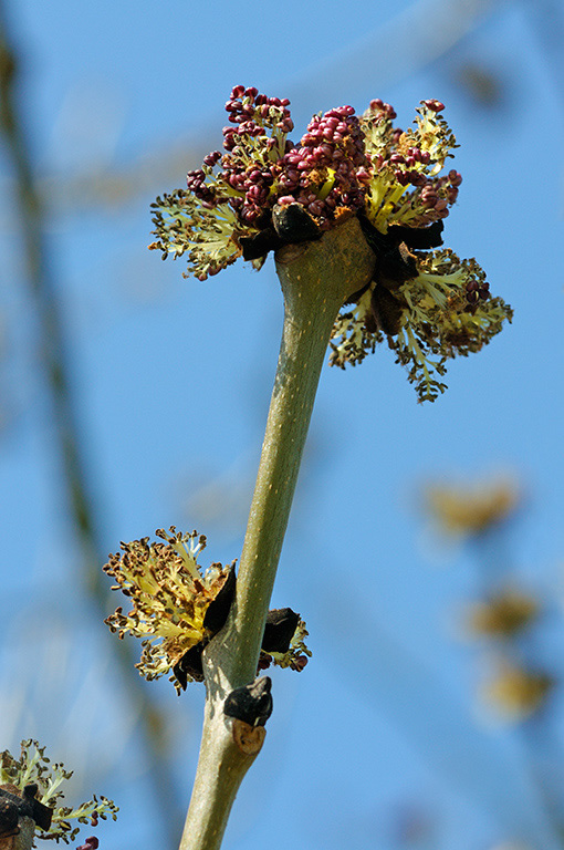 Ash_LP0351_05_Hampton_Court