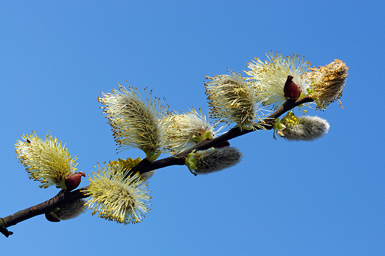 Goat_Willow_LP0351_15_Hampton_Court