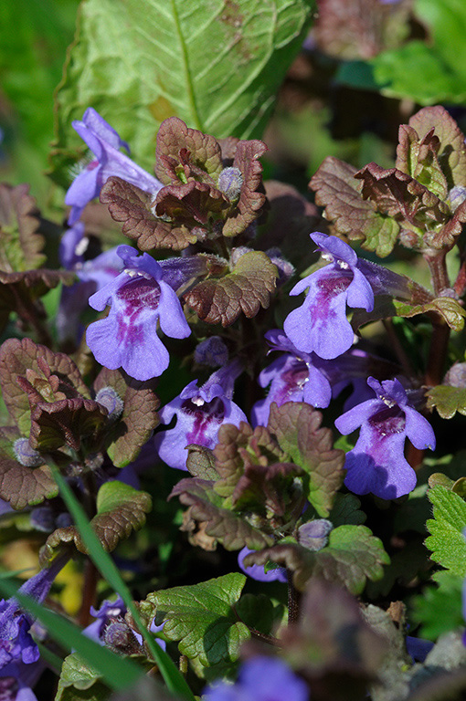 Ground-ivy_LP0351_09_Hampton_Court