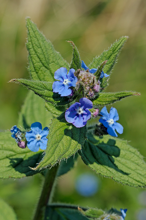 Green_Alkanet_LP0356_42_Hampton_Court