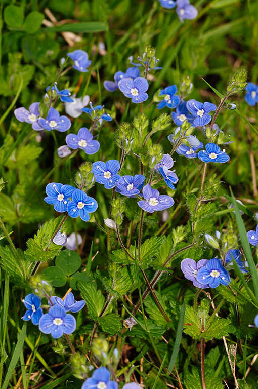 Germander_Speedwell_LP0360_45_Hampton_Court