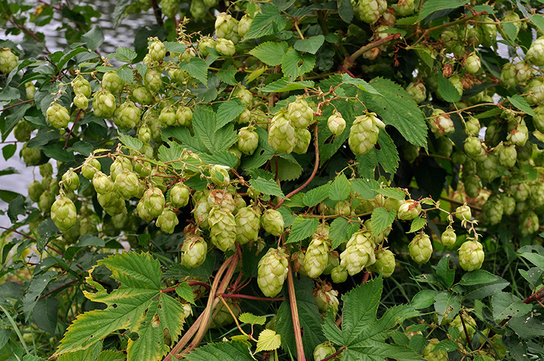 Hop_LP0293_103_Hampton_Court