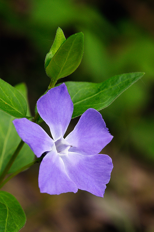 Greater_Periwinkle_LP0360_59_Hampton_Court