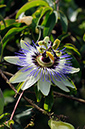 Blue_Passionflower_LP0324_68_Hampton_Court
