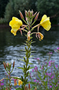 Large-flowered_Evening-primrose_LP0416_10_Hampton_Court