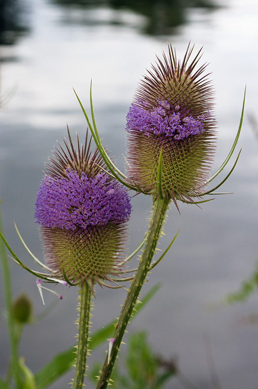 Teasel_LP0416_04_Hampton_Court