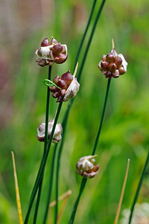 Wild_Onion_LP0317_052_Hampton_Court