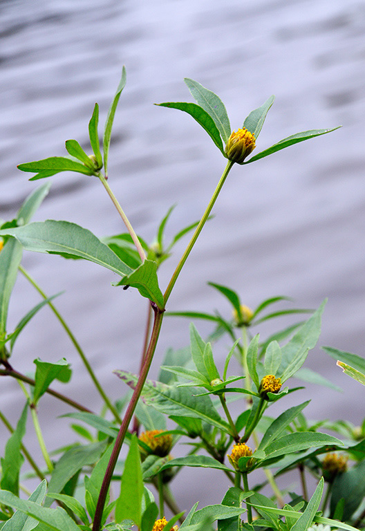 London_Bur-marigold_LP0293_091_Hampton_Court