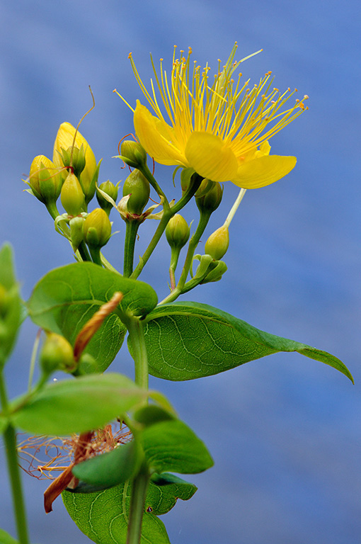 Stinking_Tutsan_LP0286_52_Hampton_Court