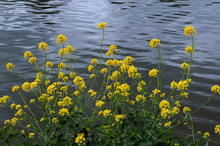 Wild_Turnip_LP0360_34_Hampton_Court