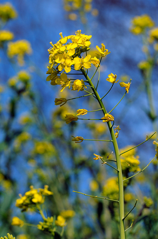 Wild_Turnip_LP0304_80_Hampton_Court