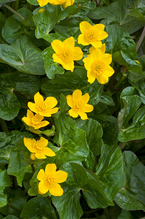 Marsh-marigold_LP0353_03_Hampton_Court