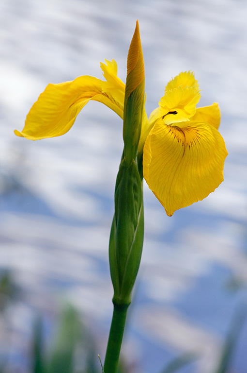 Yellow_Iris_LP0311_14_Hampton_Court