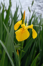 Yellow_Iris_LP0360_15_Hampton_Court