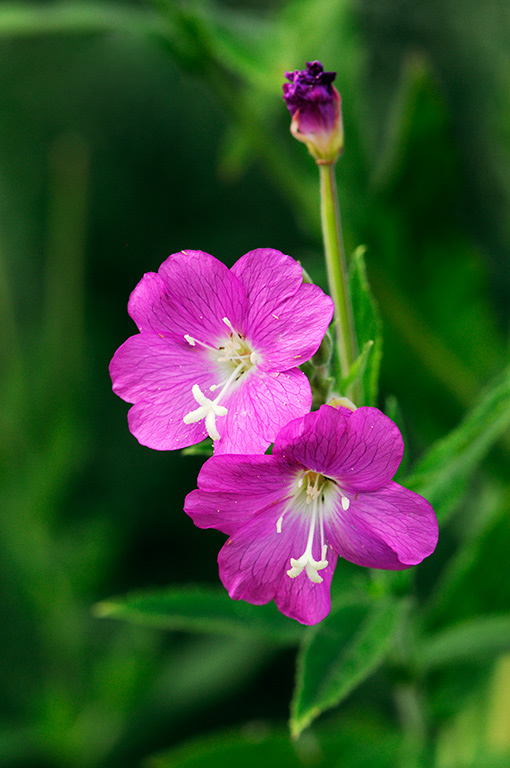 Great_Willowherb_LP0322_12_Hampton_Court