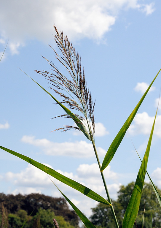 Common_Reed_LP0326_102_Hampton_Court