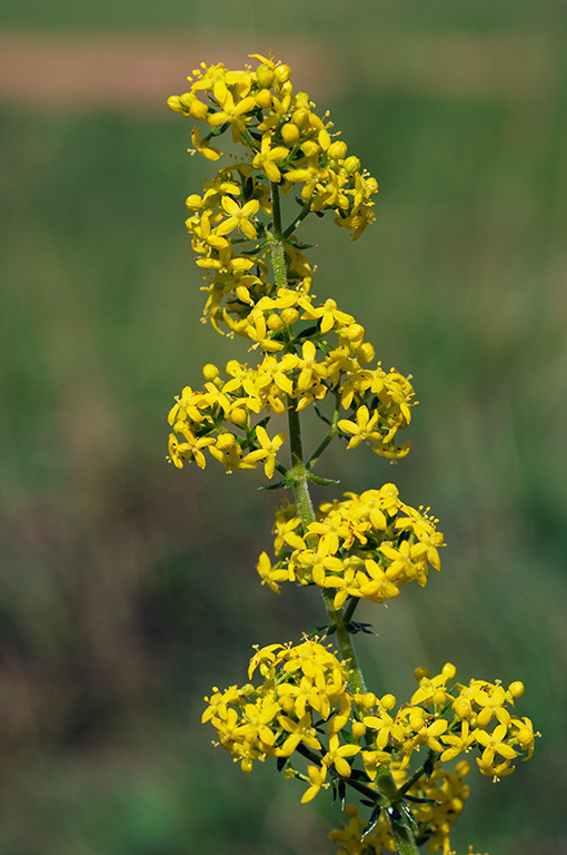 Ladys_Bedstraw_LP0335_04_Hampton_Court