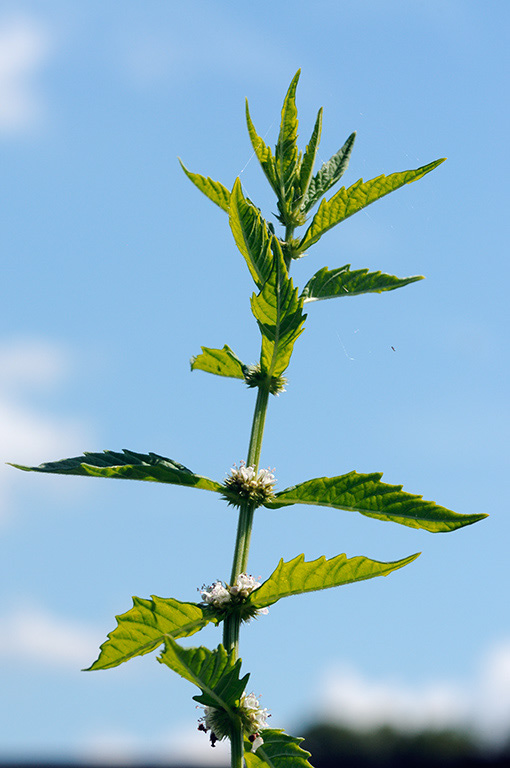 Gypsywort_LP0326_58_Hampton_Court