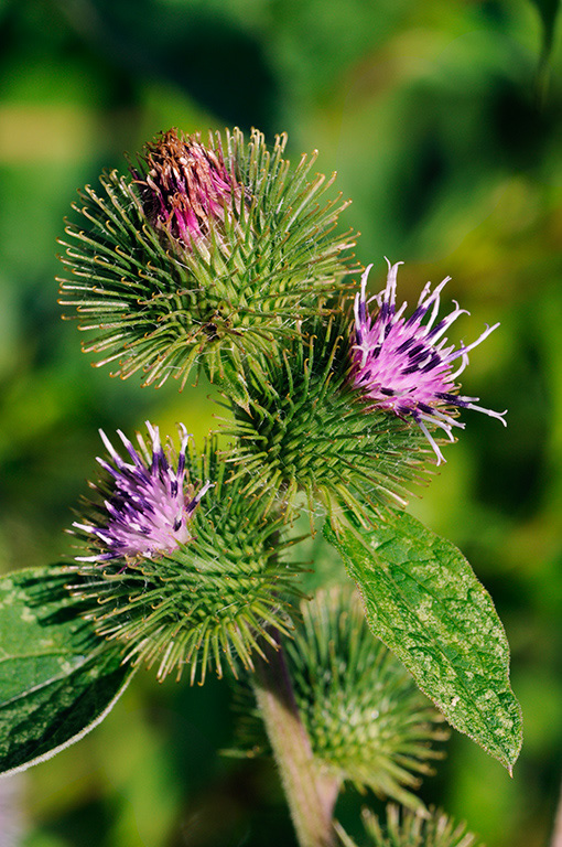 Lesser_Burdock_LP0326_71_Hampton_Court