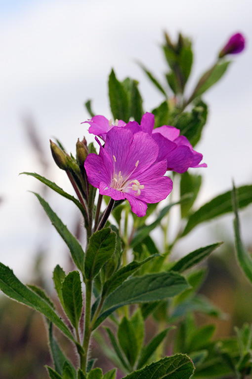 Great_Willowherb_LP0322_21_Hampton_Court