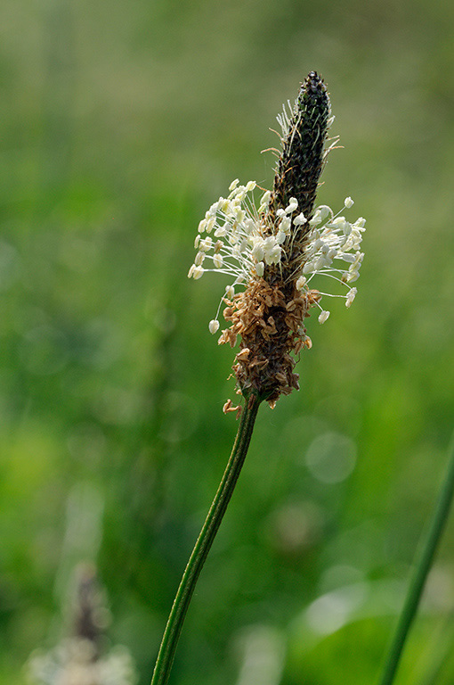 Ribwort_Plantain_LP0317_116_Hampton_Court