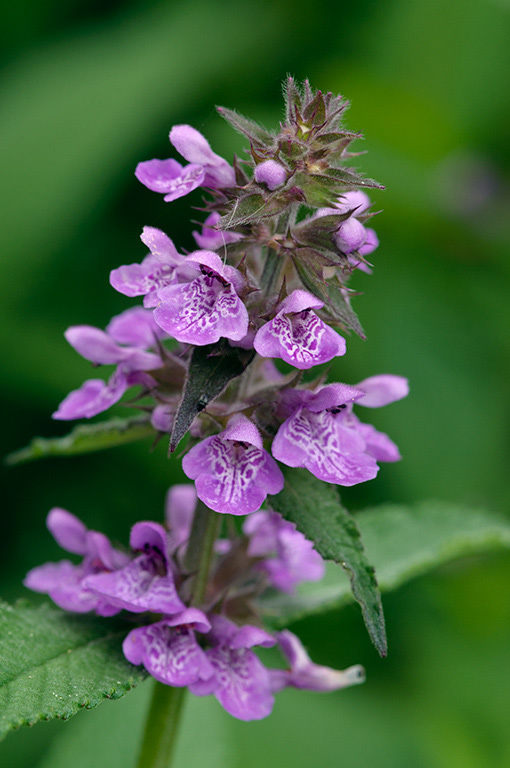 Marsh_Woundwort_LP0377_47_Hampton_Court