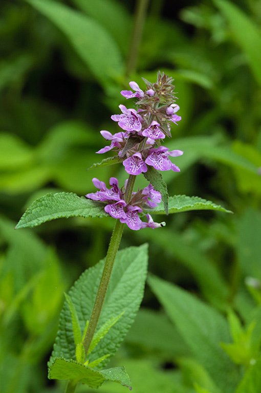 Marsh_Woundwort_LP0377_42_Hampton_Court