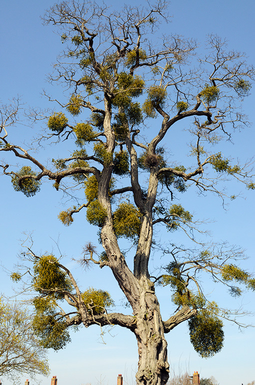 Mistletoe_LP0304_47_Hampton_Court