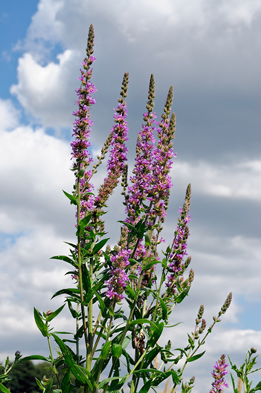 Purple_Loosestrife_LP0322_01_Hampton_Court