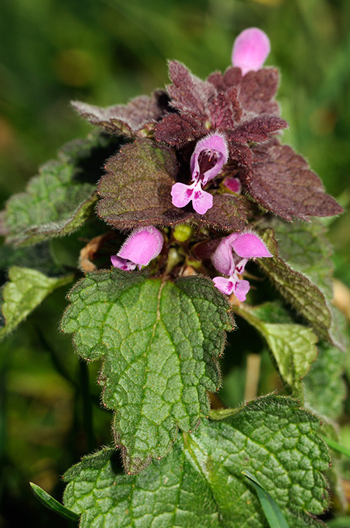 Red_Dead-nettle_LP0304_12_Hampton_Court