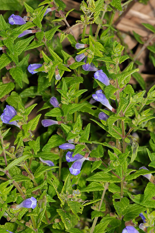 Skullcap_LP0329_86_Hampton_Court