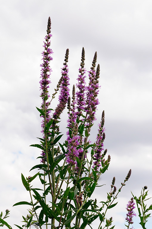 Purple_Loosestrife_LP0322_08_Hampton_Court