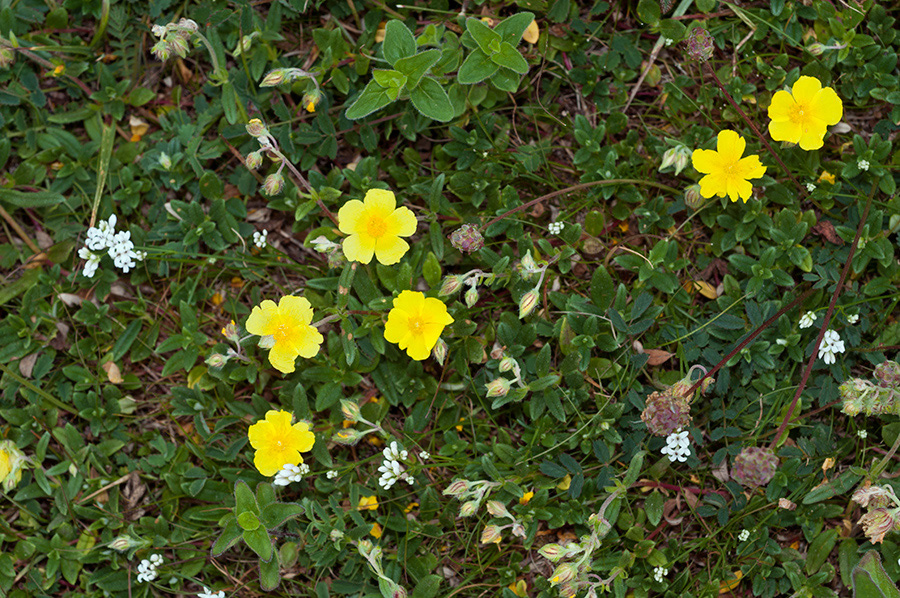 Helianthemum_nummularium_LP0698_32_Headley_Heath