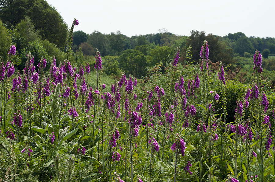 Digitalis_purpurea_LP0698_16_Headley_Heath