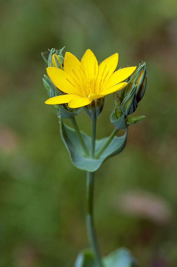 Blackstonia_perfoliata_LP0698_27_Headley_Heath