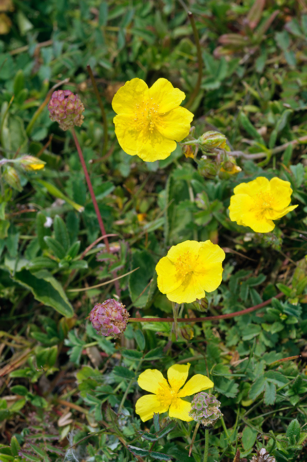 Helianthemum_nummularium_LP0698_34_Headley_Heath