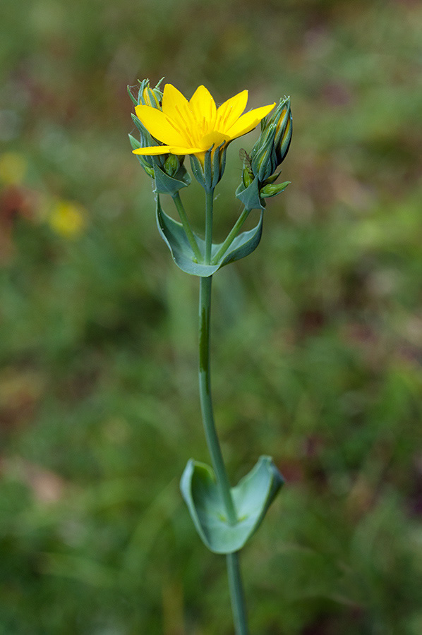 Blackstonia_perfoliata_LP0698_26_Headley_Heath