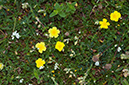 Helianthemum_nummularium_LP0698_32_Headley_Heath