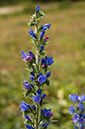 Echium_vulgare_LP0698_40_Headley_Heath