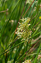 Juncus_effusus_LP0698_04_Headley_Heath