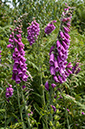 Digitalis_purpurea_LP0698_18_Headley_Heath