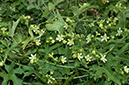 Bryonia_dioica_LP0698_45_Headley_Heath