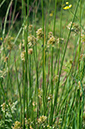 Juncus_effusus_LP0698_01_Headley_Heath