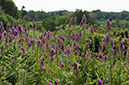 Digitalis_purpurea_LP0698_15_Headley_Heath