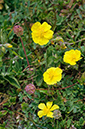 Helianthemum_nummularium_LP0698_34_Headley_Heath