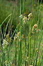 Juncus_effusus_LP0698_02_Headley_Heath