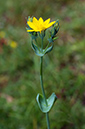 Blackstonia_perfoliata_LP0698_26_Headley_Heath