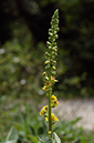 Verbascum_nigrum_LP0698_41_Headley_Heath