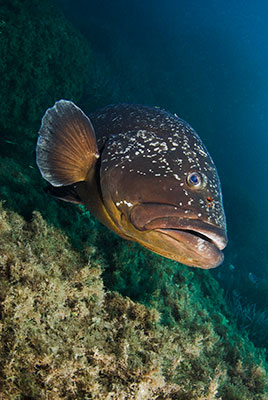 Dusky_Grouper_LPI-2008-09-14-160112-033