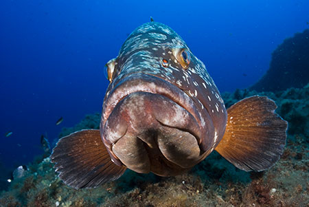 Dusky_Grouper_LPI-2008-09-18-075150-171